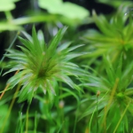 植栽から23日目（トリミングから10日目）　アナカリス